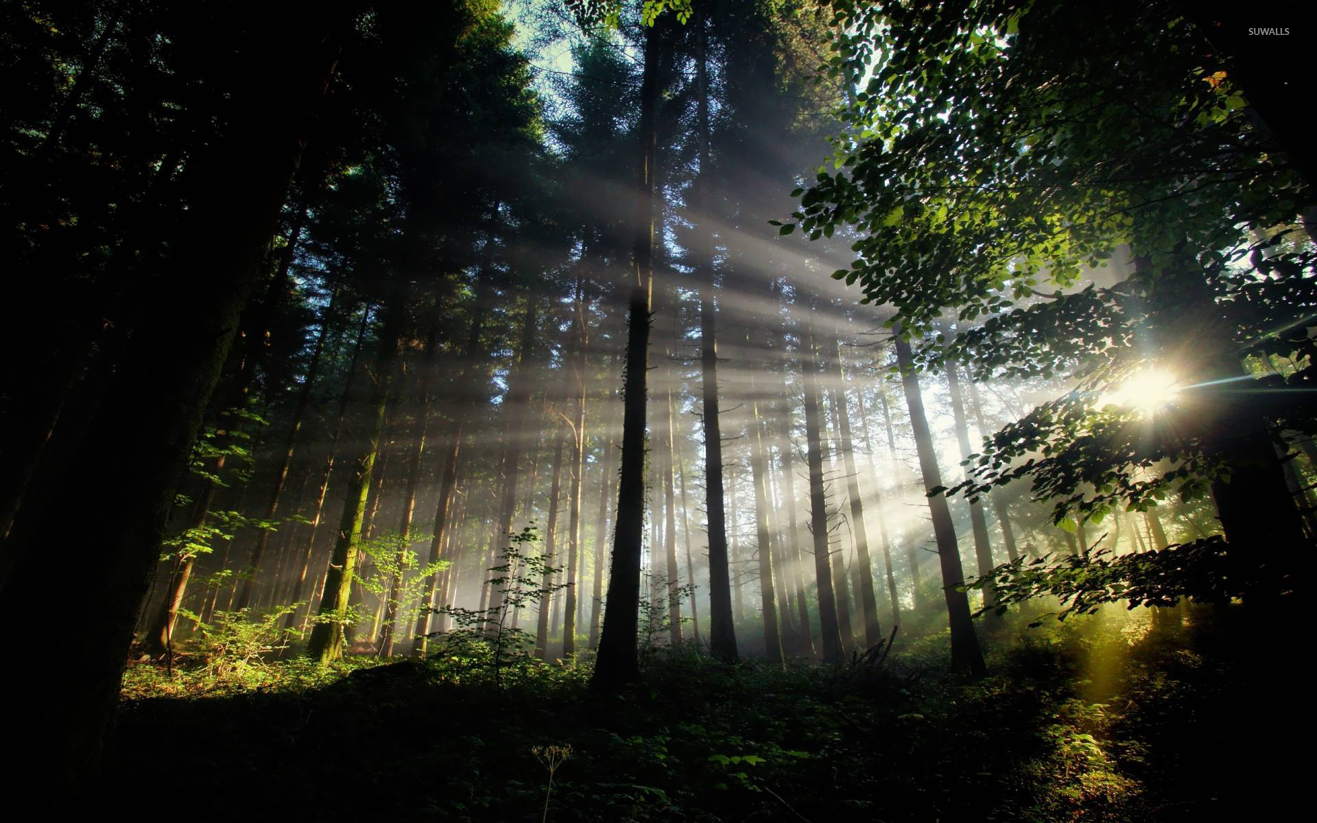 Sun Shining Through The Forest Wallpaper Nature