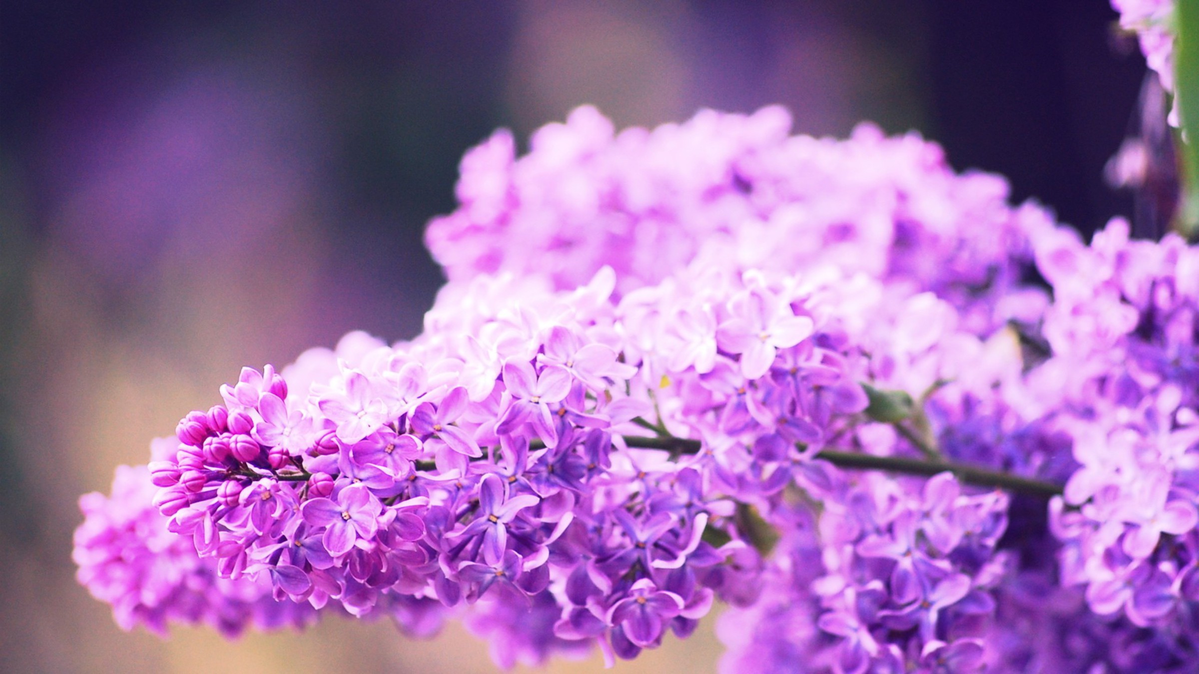 HD Lilac Wallpapers Free Download