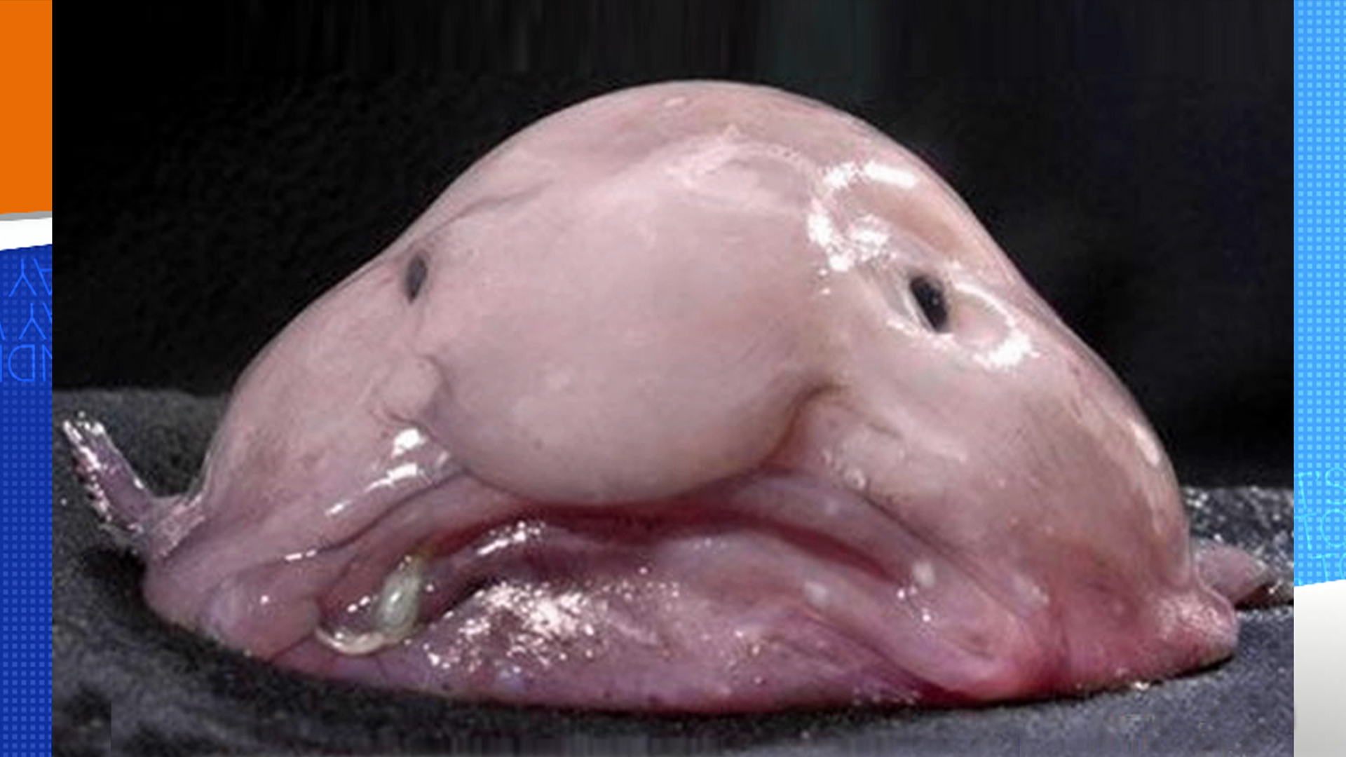 Meet The World S Ugliest Animal Blobfish