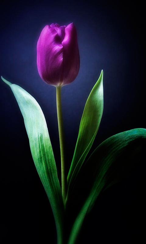 Tulip Flower Live Wallpaper Screenshot