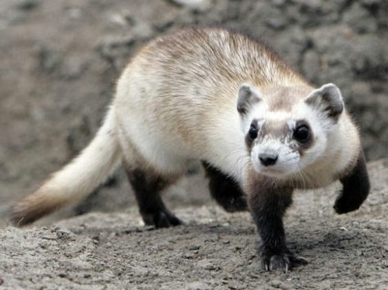 Ferret Animals Interesting Facts Pictures