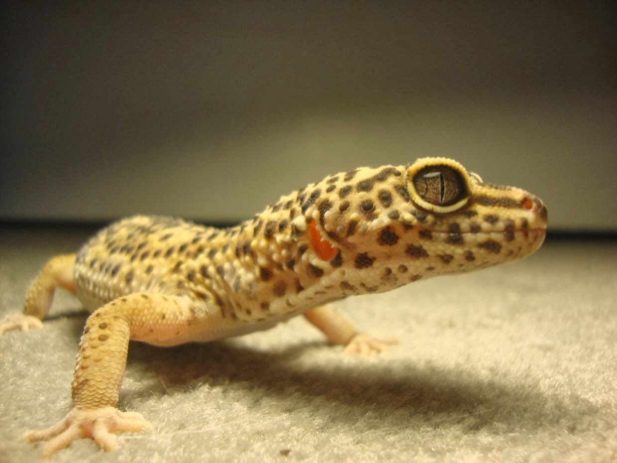 Gecko HD Wallpaper