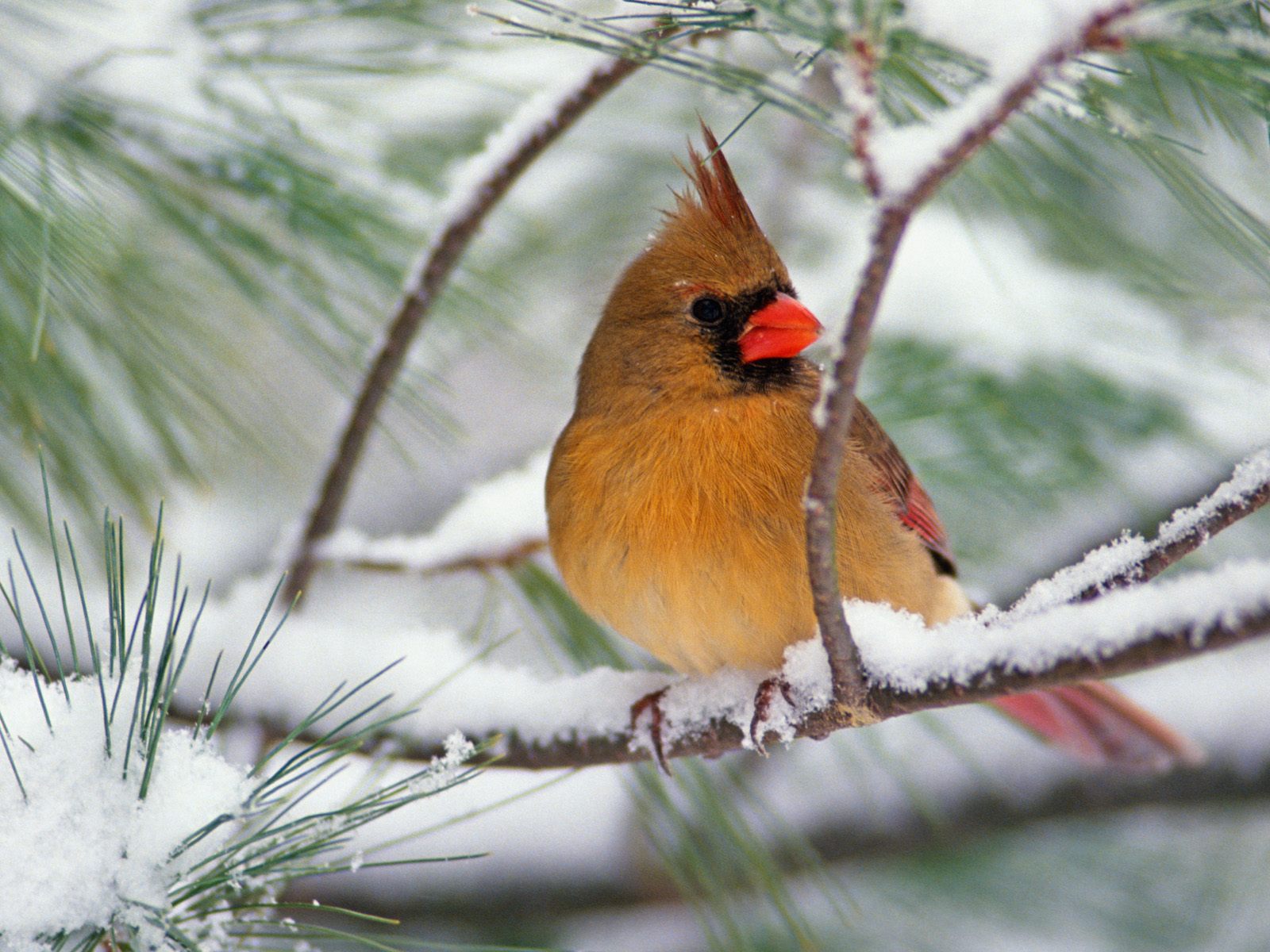 Northern Cardinal On A Snowy Pine Wallpaper Hq