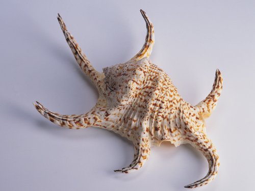 Seashell Octopus Wallpaper Enjoy For