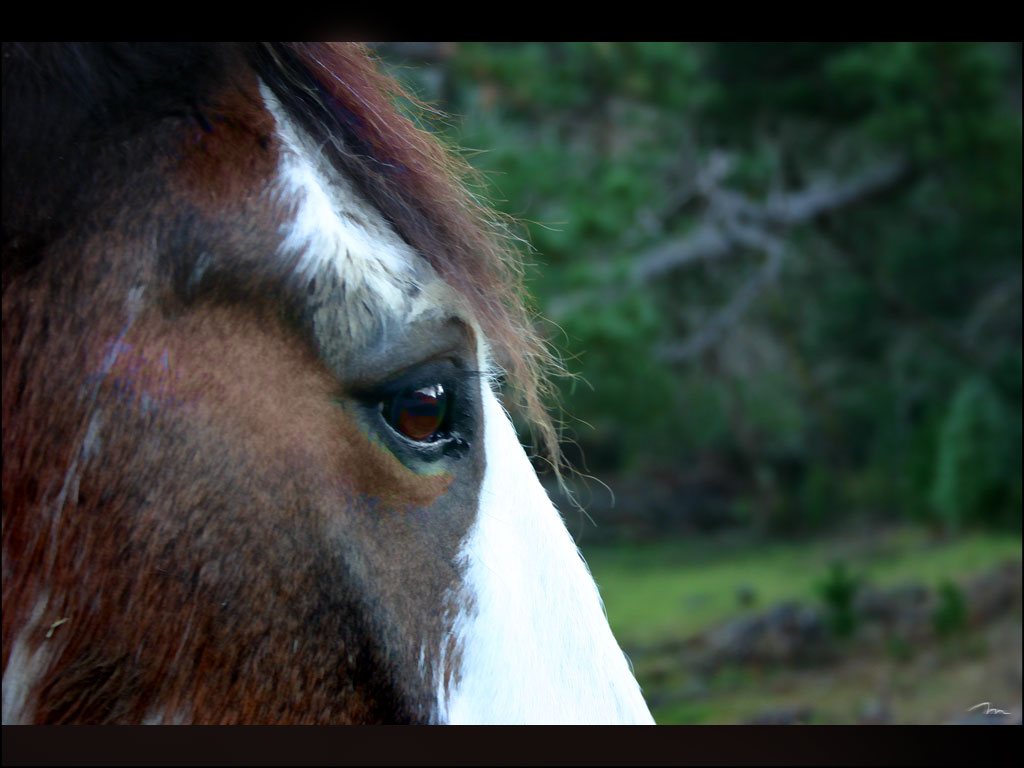 Pin Wallpaper Clydesdale Stallion Breyer Horse Horses Background