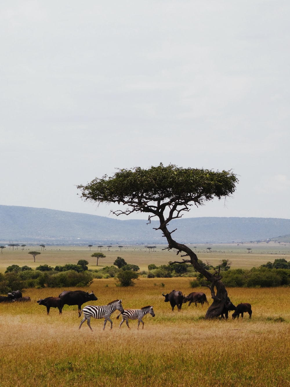 Savanna Pictures Image
