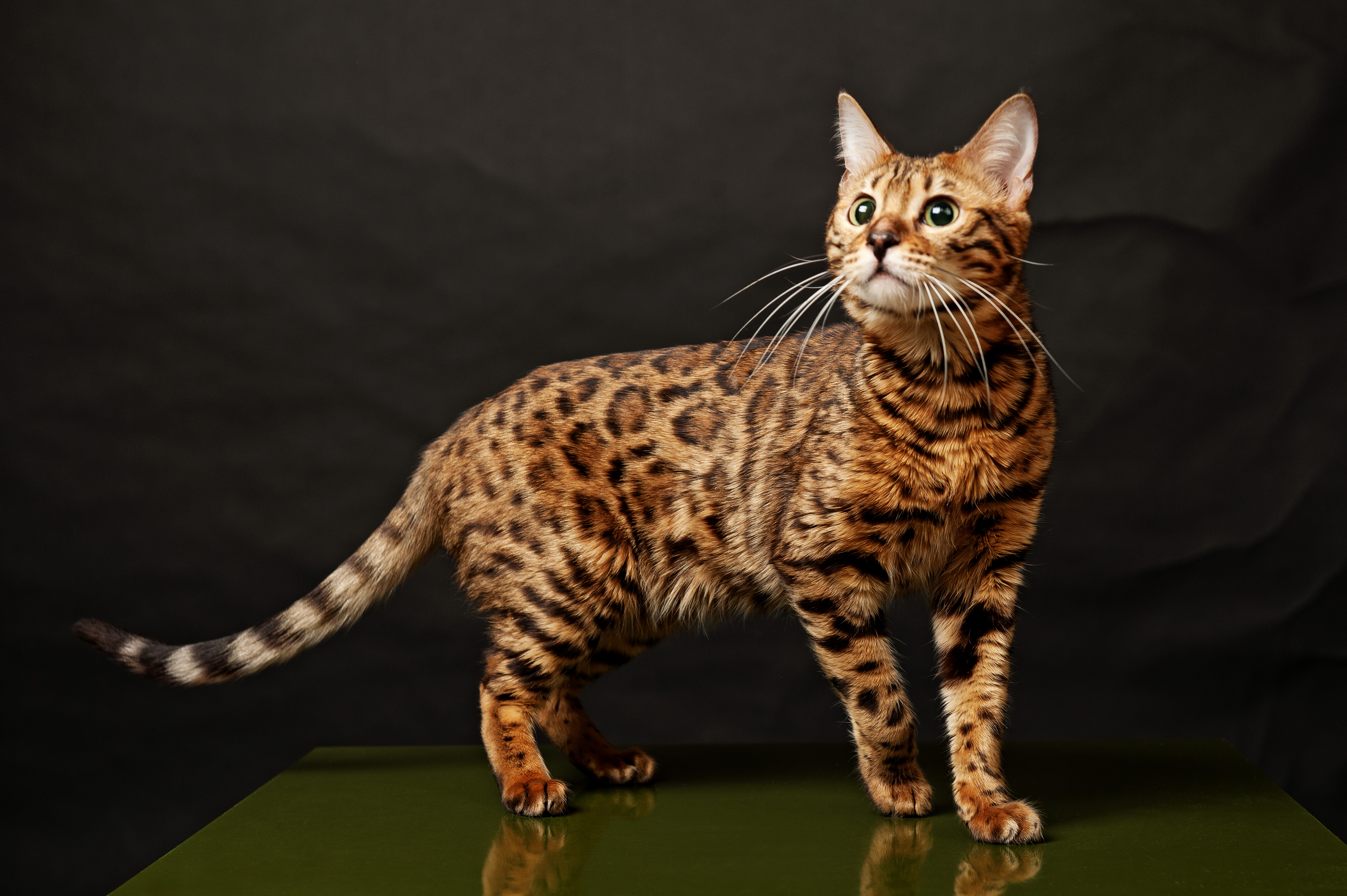 Bengal Cat Wallpaper WallpaperSafari Bengal Cat Wallpaper WallpaperSafari