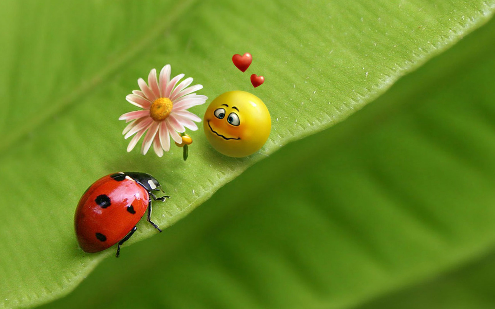 Ladybug And Smiley Face In Love Wallpaper