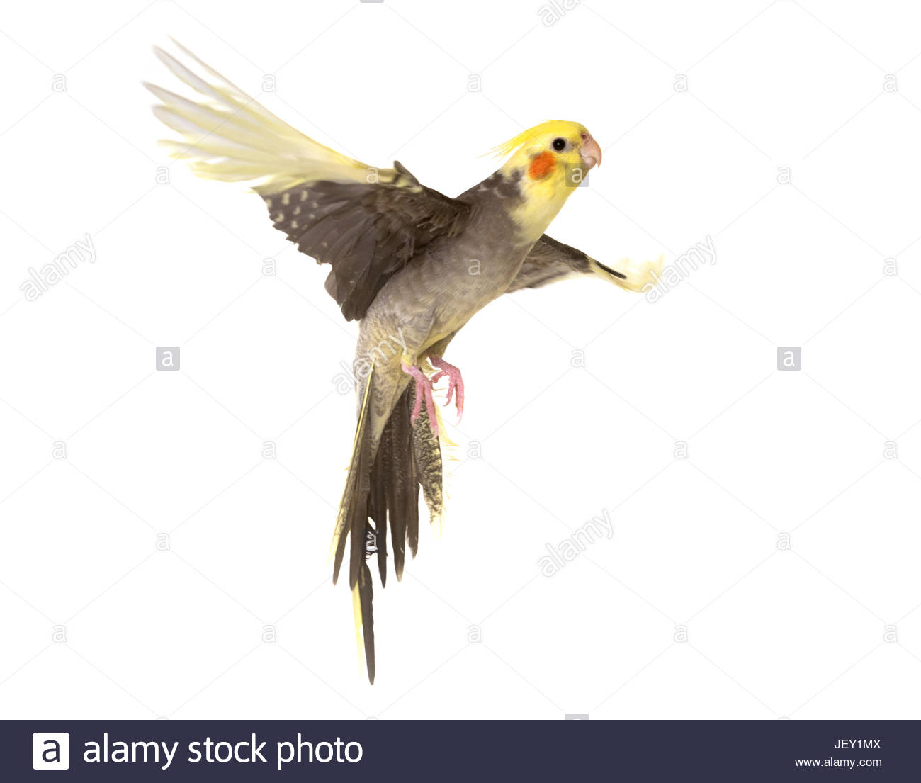 Young Cockatiel Flying In Front Of White Background Stock Photo