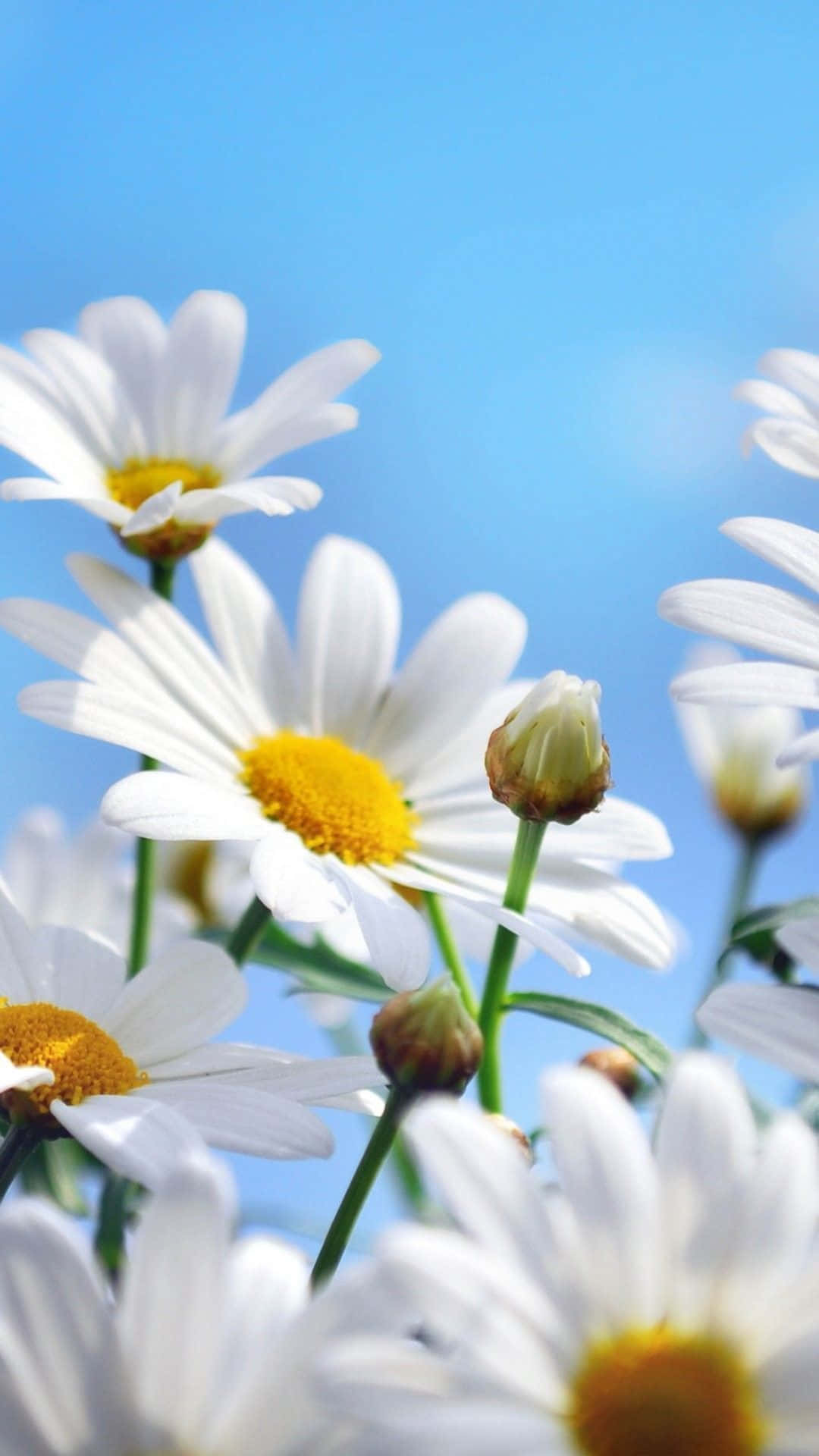 iPhone Flowers Wallpaper