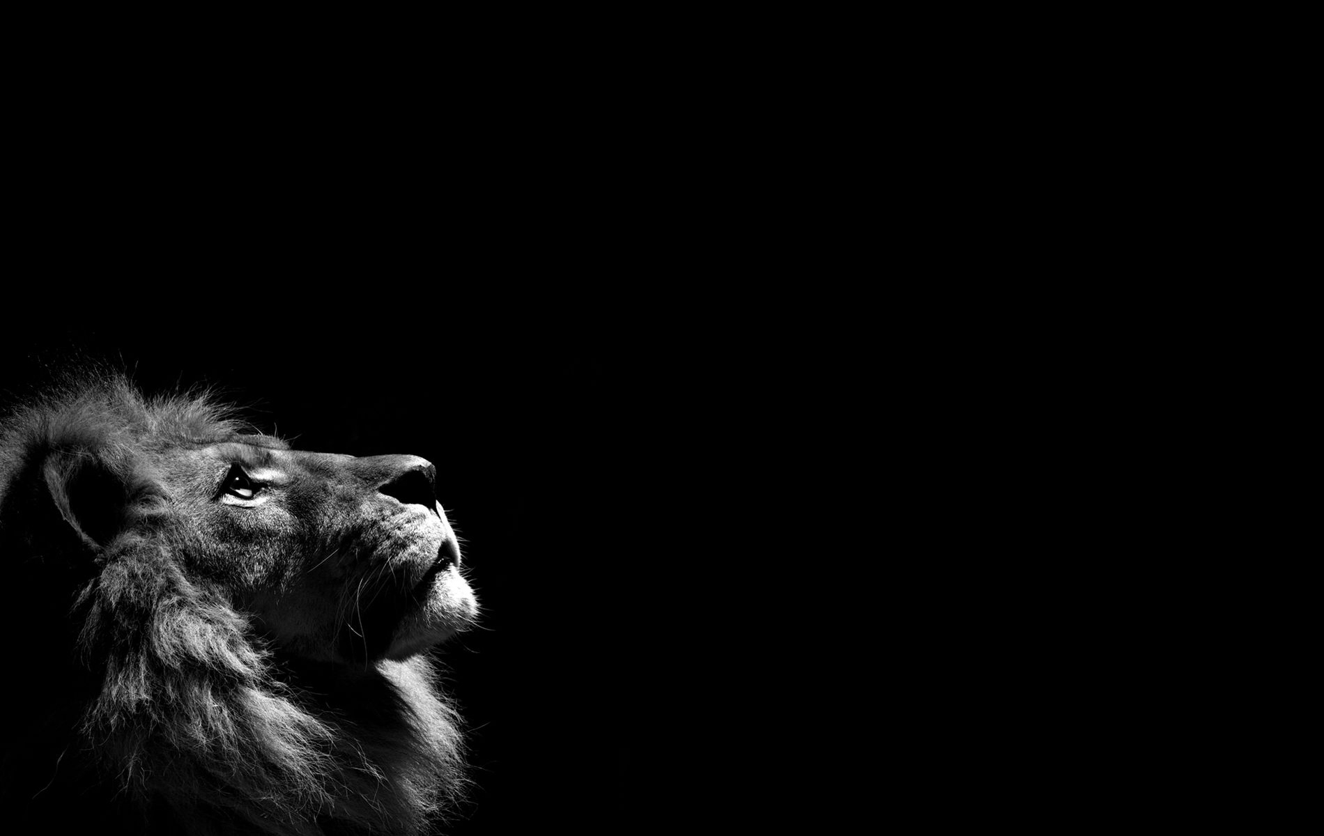 Lion Black And White HD Photo Wallpaper