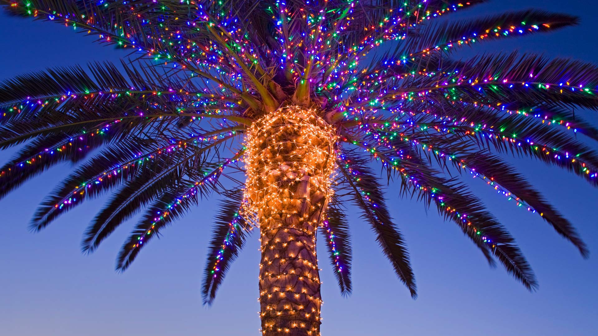 Christmas Lights On A Palm Tree At Winery Temecula Valley