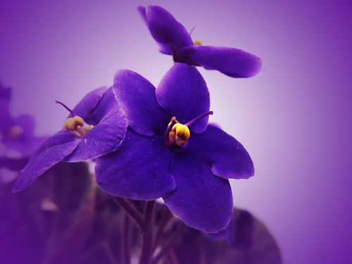 African Violet Definition Meaning