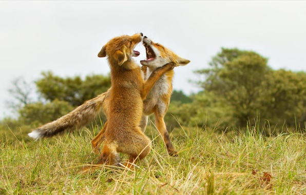 Wallpaper Fox Game Flirting Animals