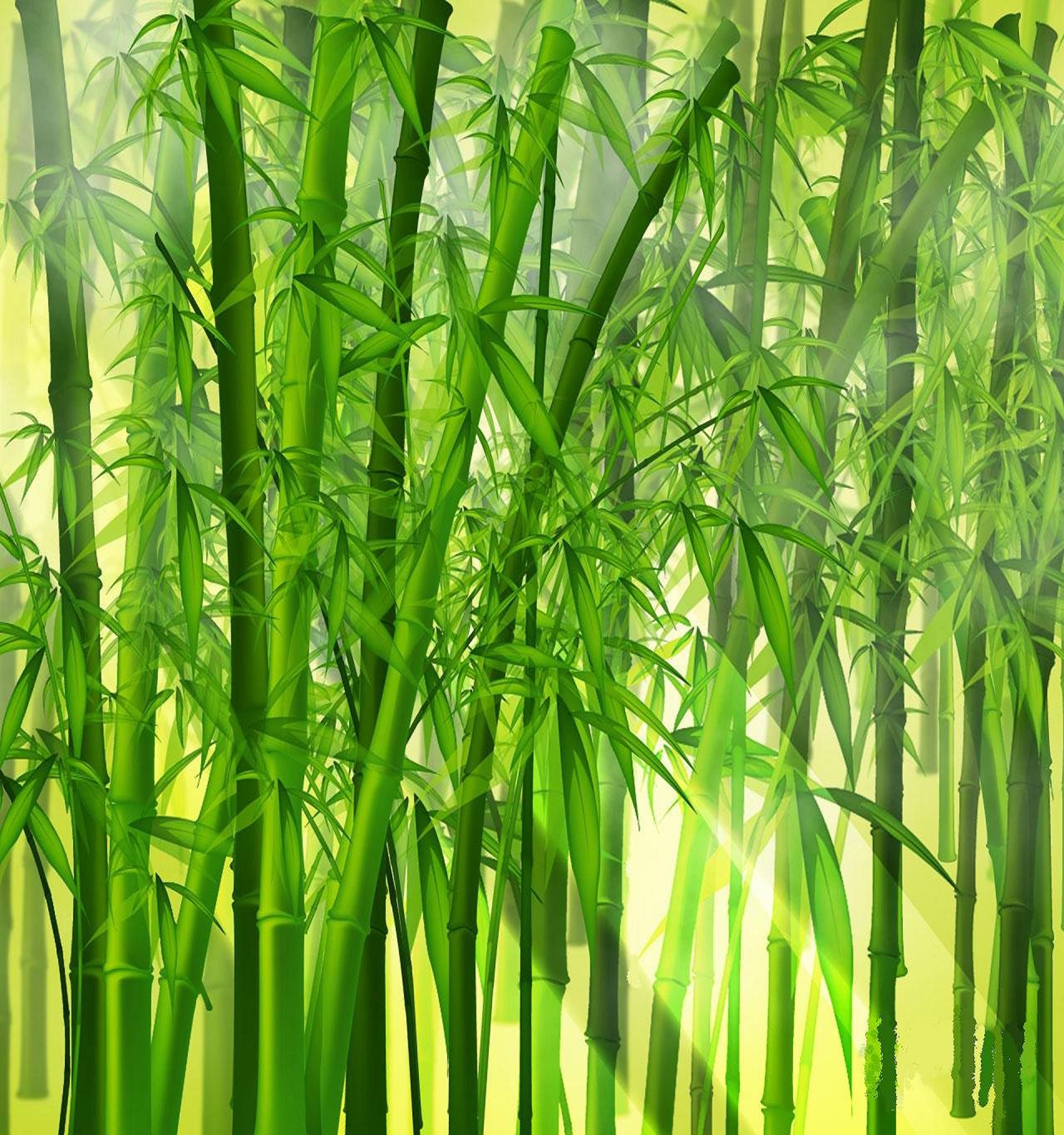 Bamboo Wallpaper For A Serene Environment