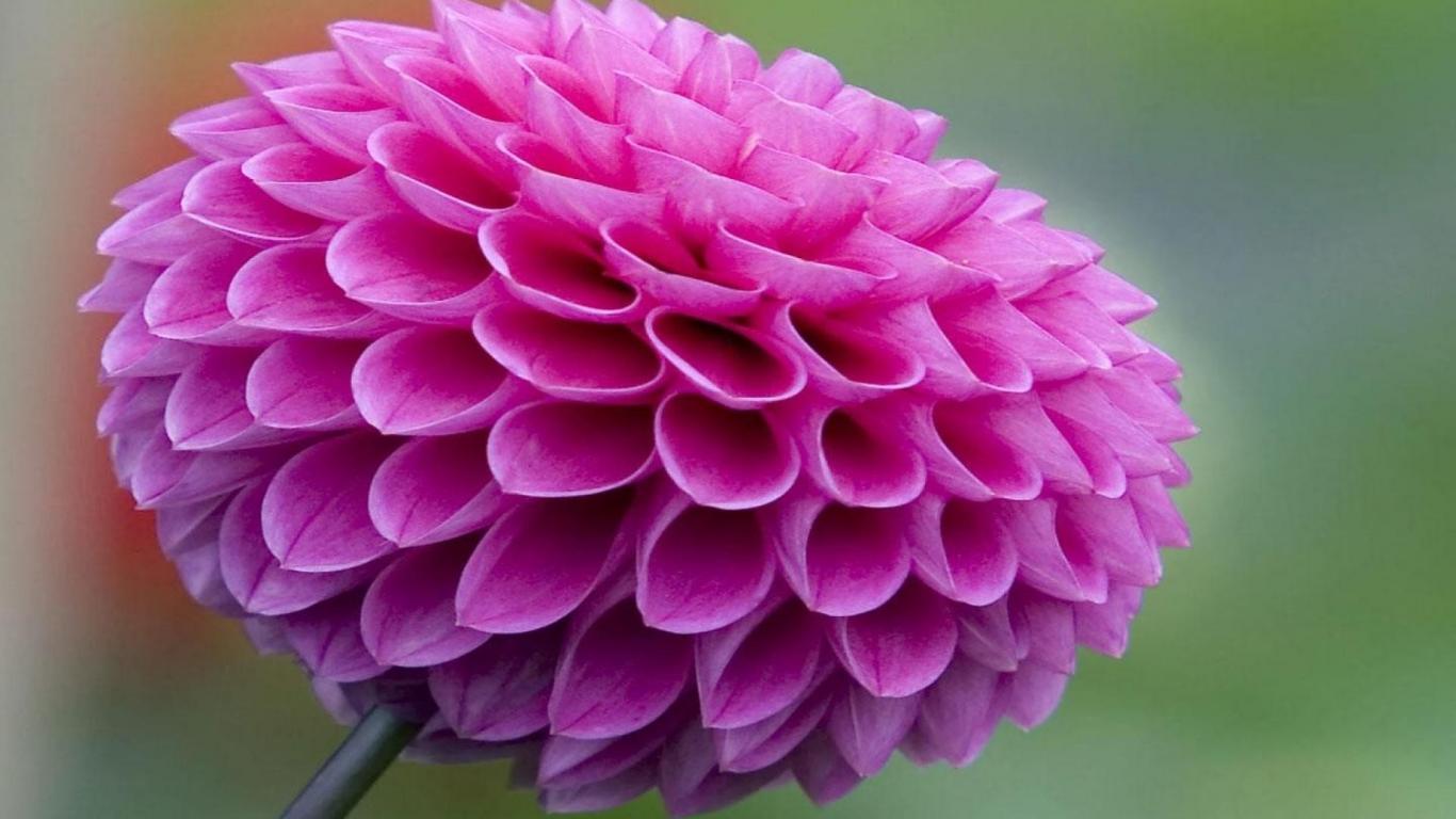 Pink Dahlia Flower HD Wallpaper