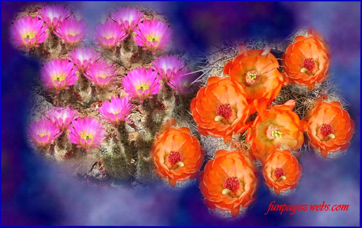 Cactus Flower Wallpaper Desktop By Mardi Funz
