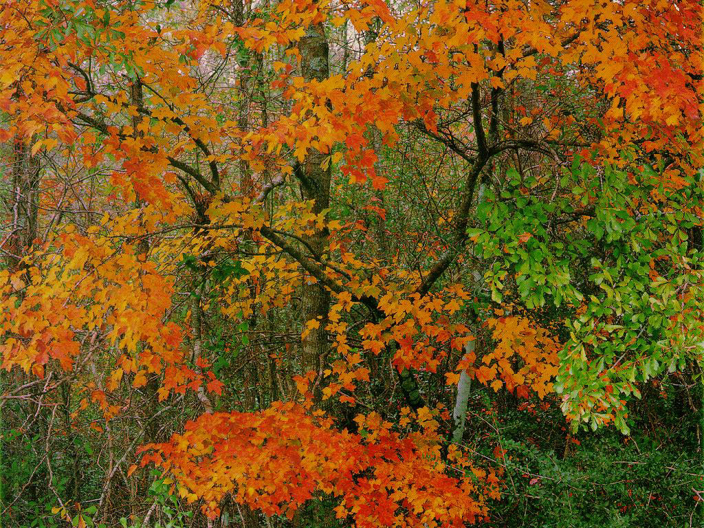 Autumn Scenery Wallpaper Image