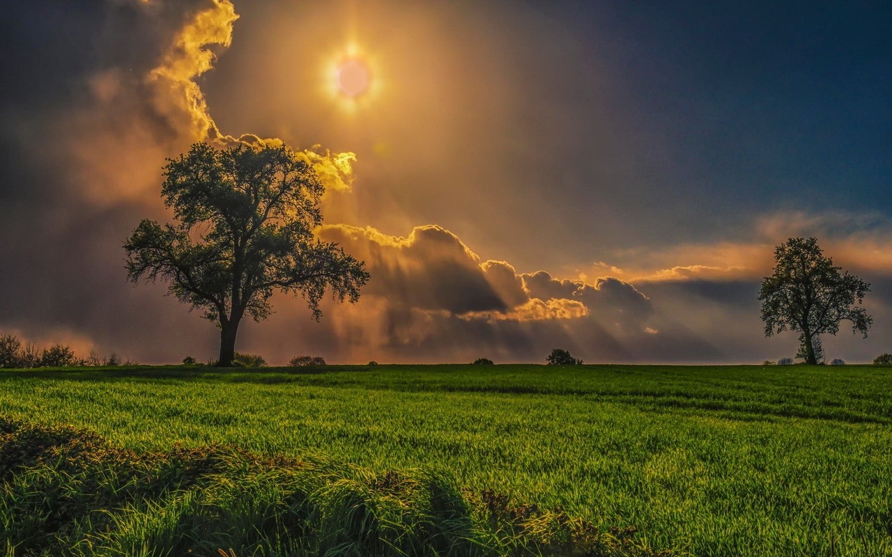 Shining Bright Field Nature Grass Sky Cloud Tree Desktop Wallpaper