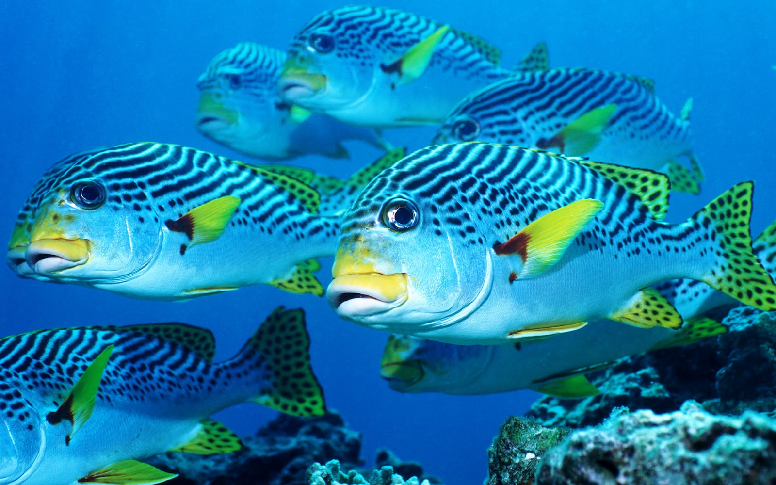 Picture With Blue Water Black White Yellow Fish