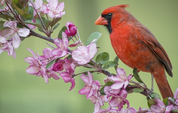 Wallpaper Red Cardinal Bird Branch Apple Tree Blossom