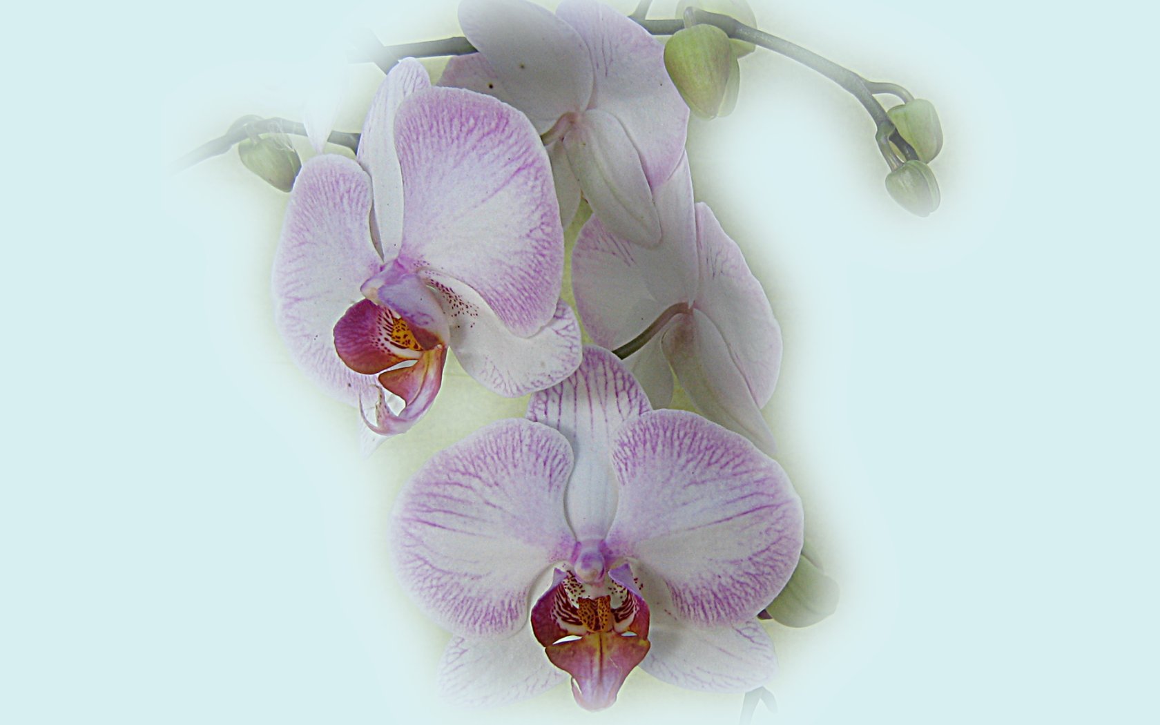 Обои на рабочий стол орхидеи с бусами