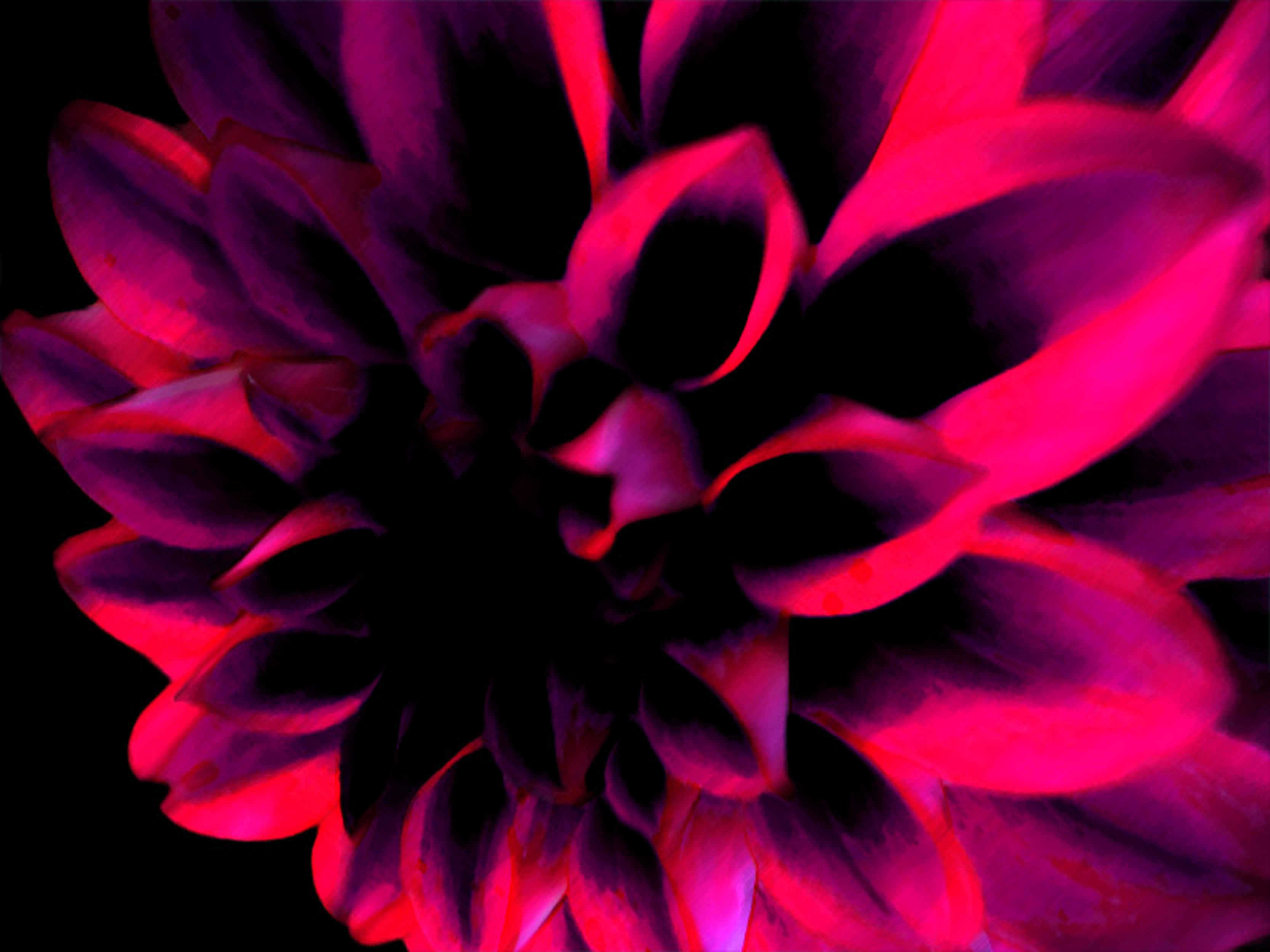 dark pink flower by Hanna H   Desktop Wallpaper 3333x2500