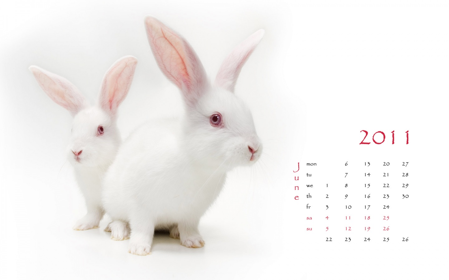 White Rabbit Wallpaper Desktop Background