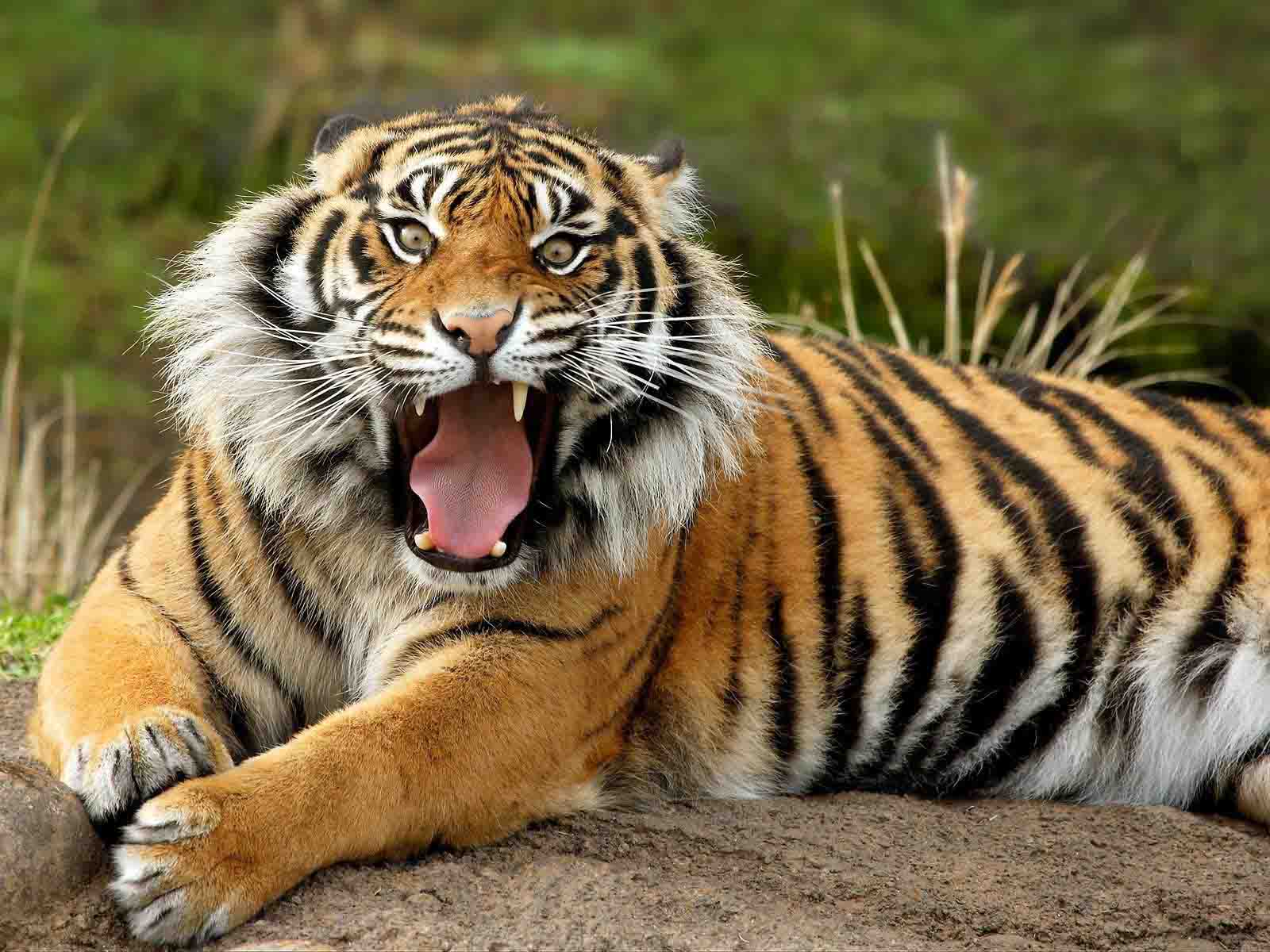 Siberian Tiger HD Wallpaper