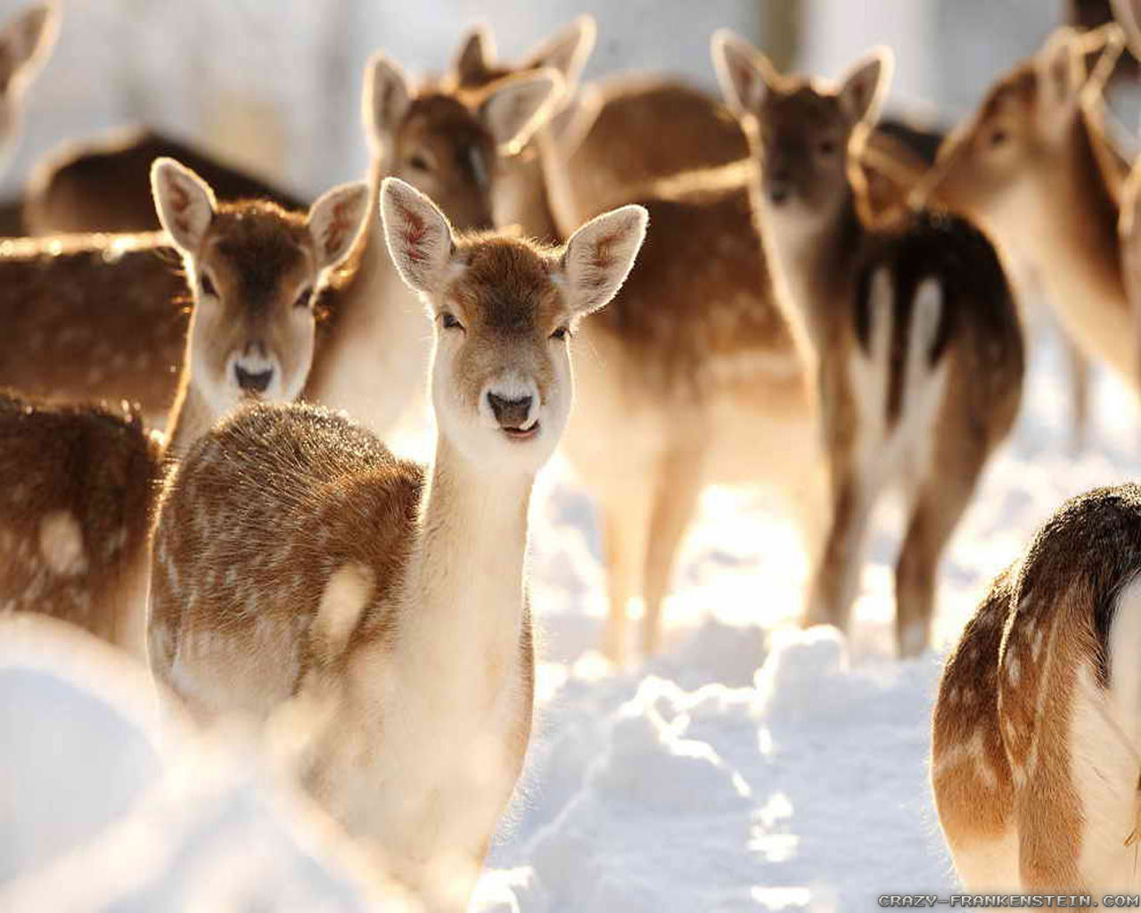 Deer Scene Wallpaper