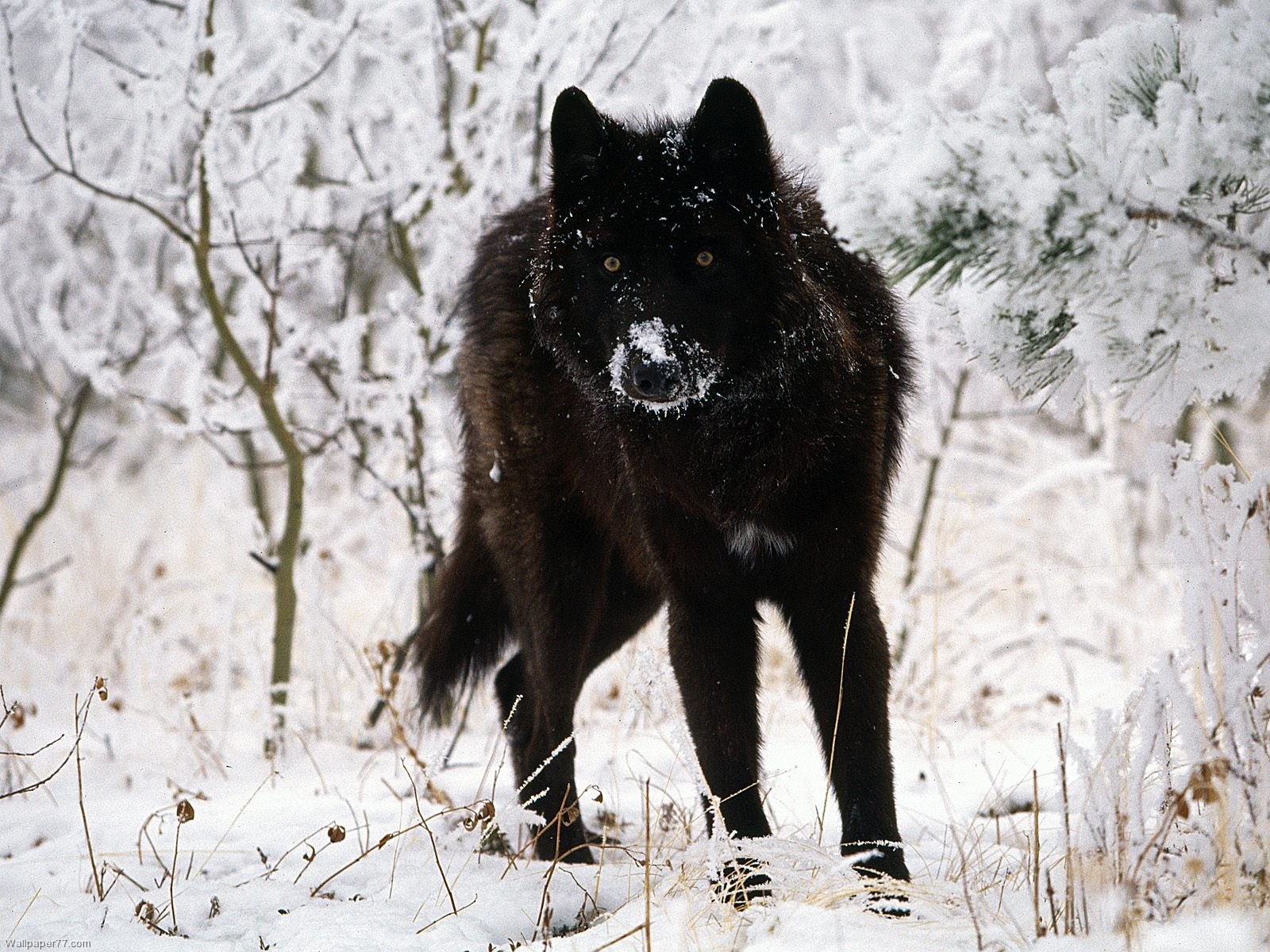 Black Wolf Pixels Tagged Wolfs Desktop Wallpaper