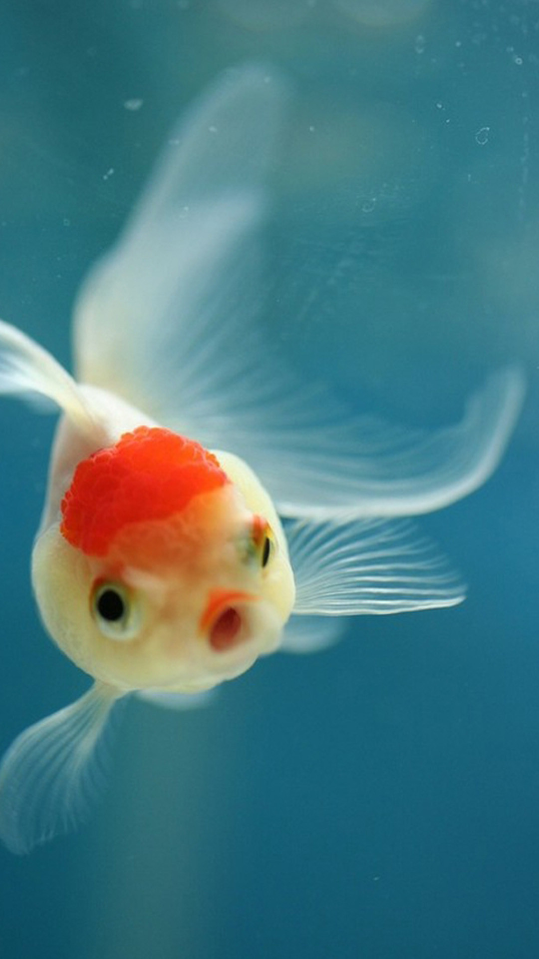 iPhone 6s Fish Wallpaper