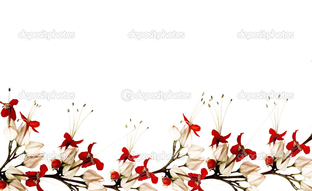 🔥 Free download Graphic Daisy Dot Red Black Wallpaper Border Wall