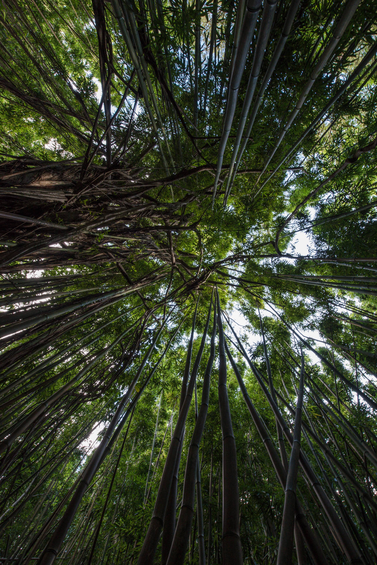 Top Rainforest Wallpaper Full HD 4k To Use