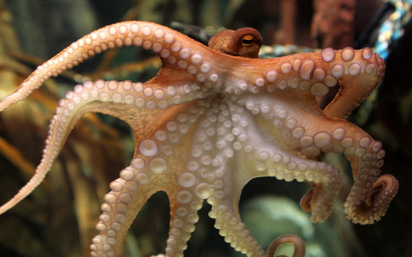 Octopus Desktop Wallpaper Marine Wildlife Wallpaper13