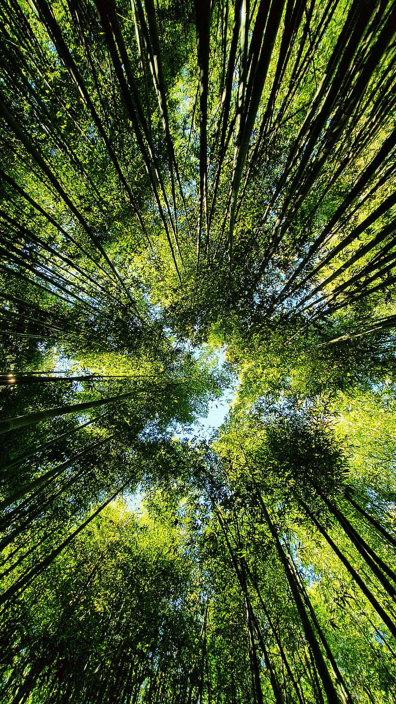 Bamboo Phone Wallpaper