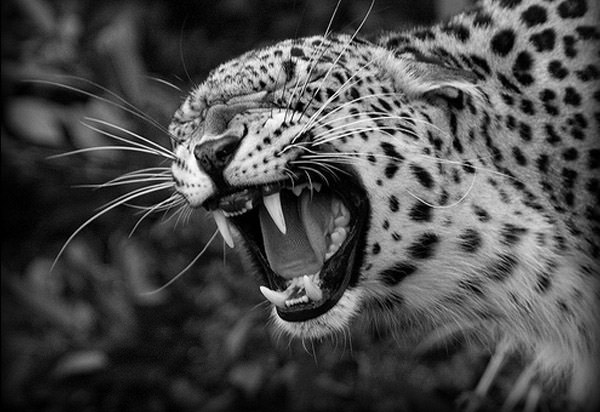 Black And White Leopard Wallpaper
