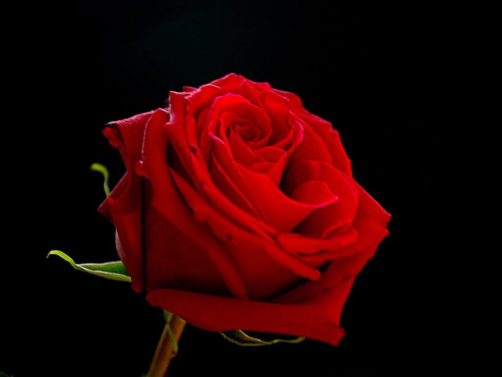Red Rose On Black Background Cute Wallpaper And