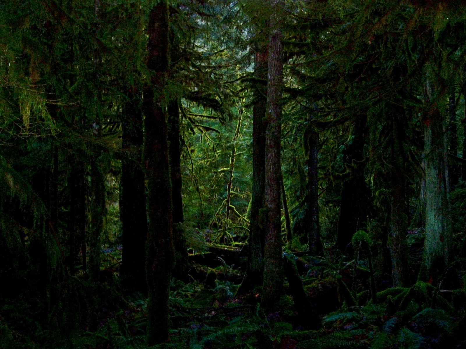 Cartoon Dark Forest Background Dark forest desktop wallpaper 1600x1200