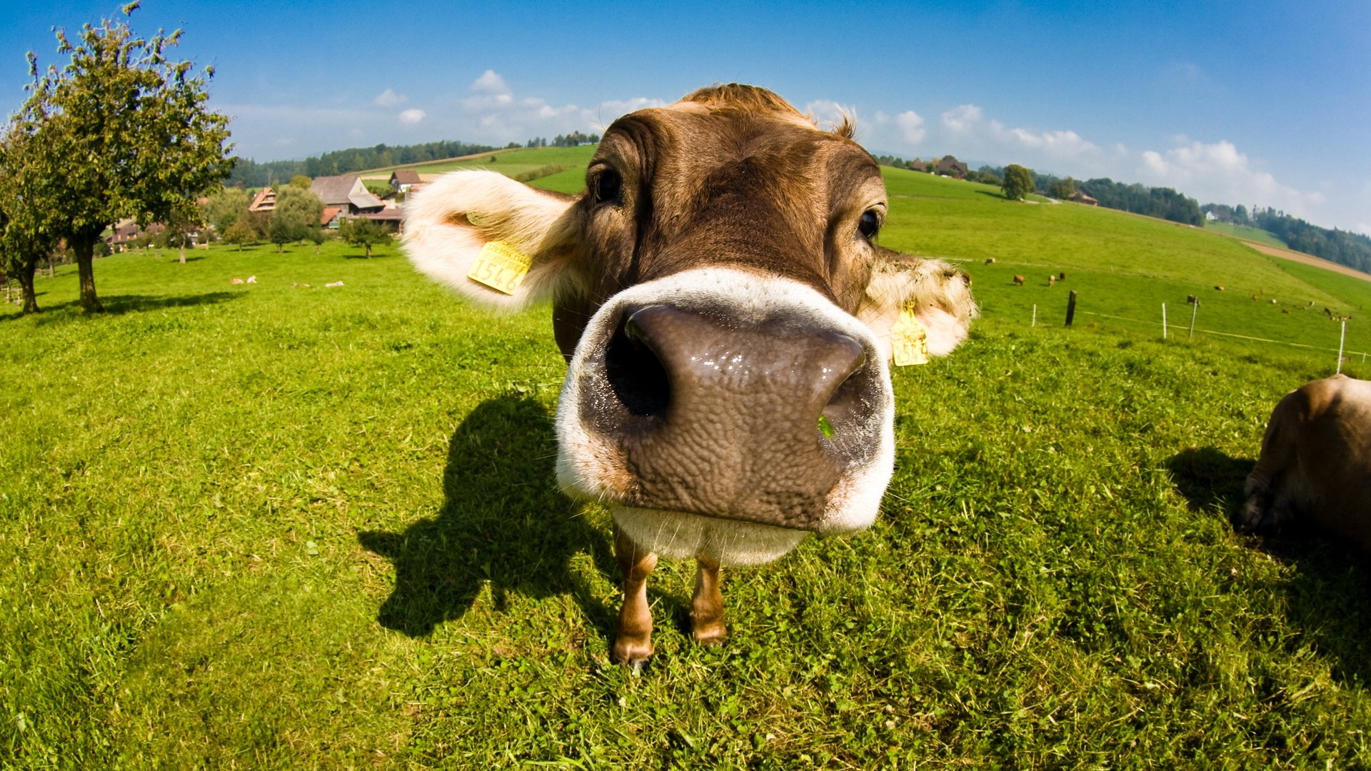 Bull Calf Face Nose Cow Wallpaper