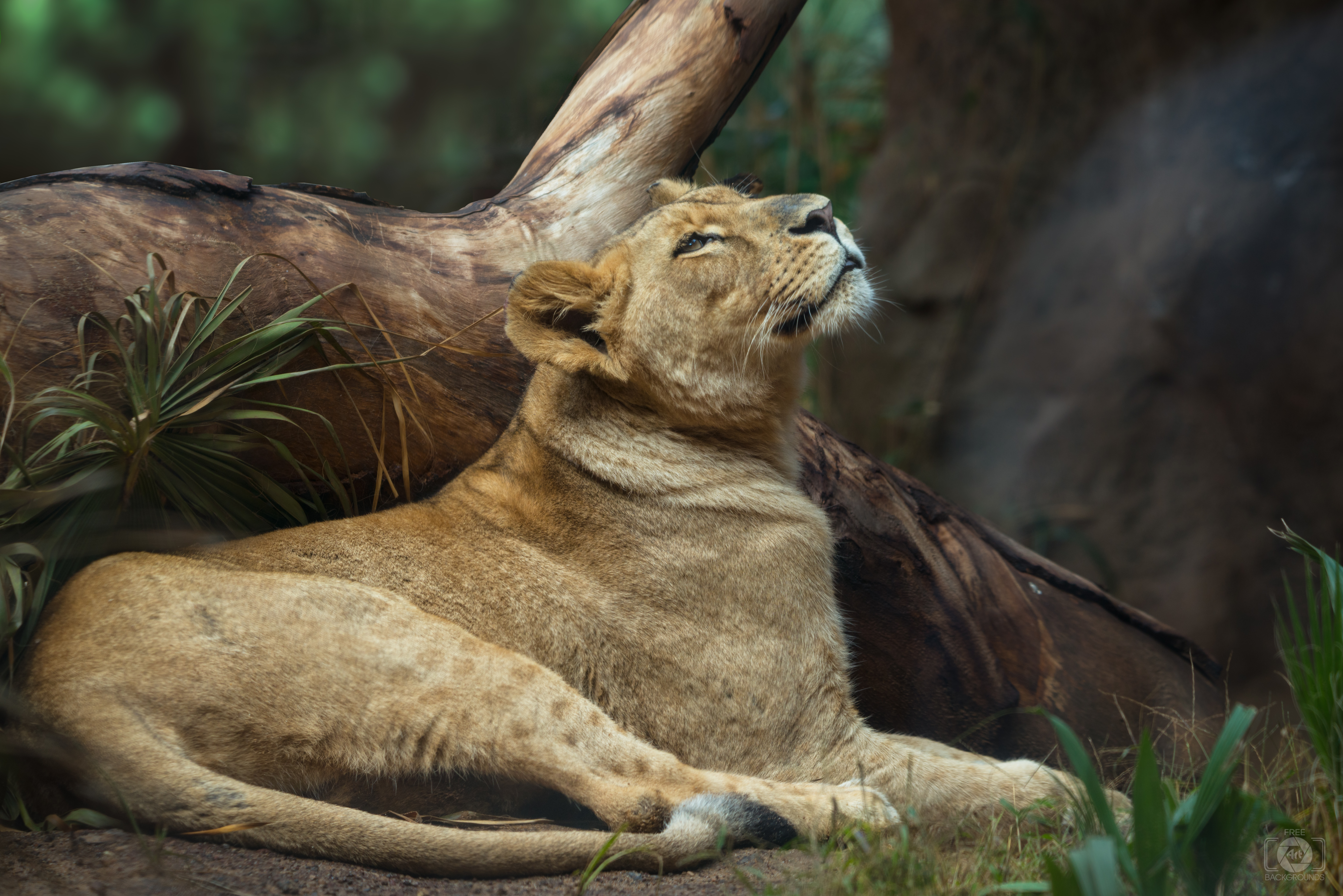 Lioness Background High Quality Background