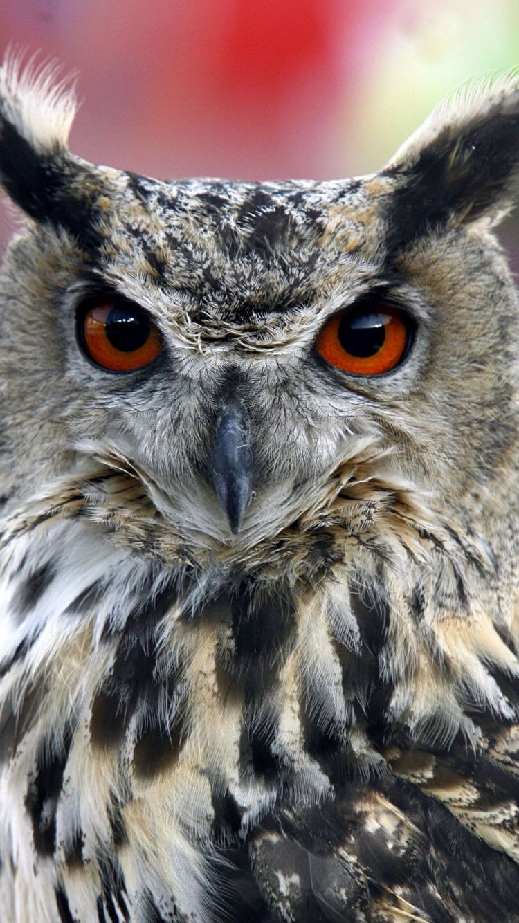 Horned Owl Animals iPhone Plus Wallpaper