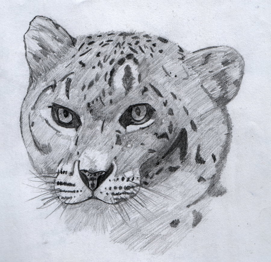 Snow Leopard Drawing By Sheepy Pie