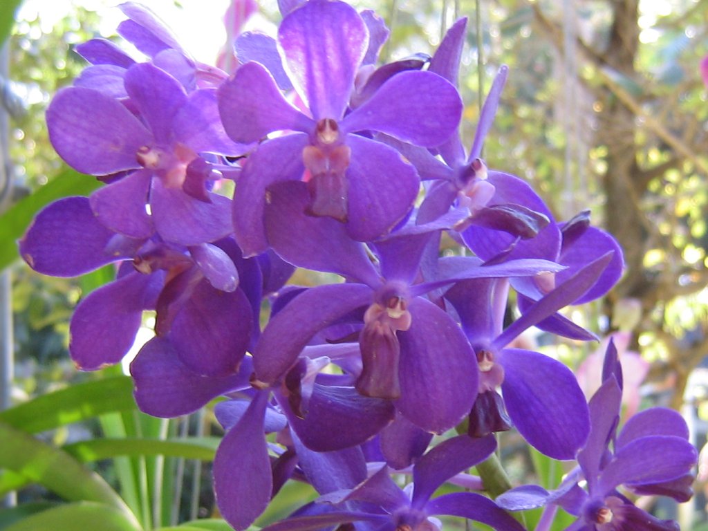 Blue Jpg Orquideas