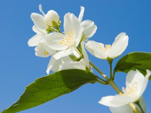 White Jasmine Flower Wallpaper HD