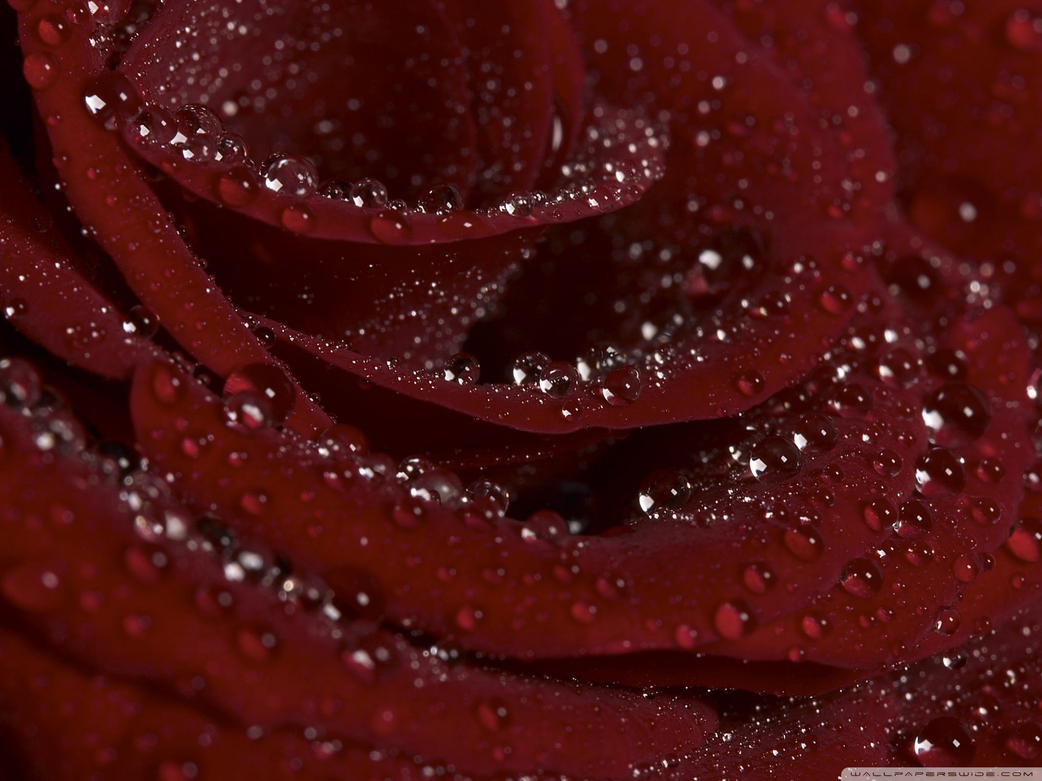 Burgundy Rose HD Desktop Wallpaper High Definition Fullscreen