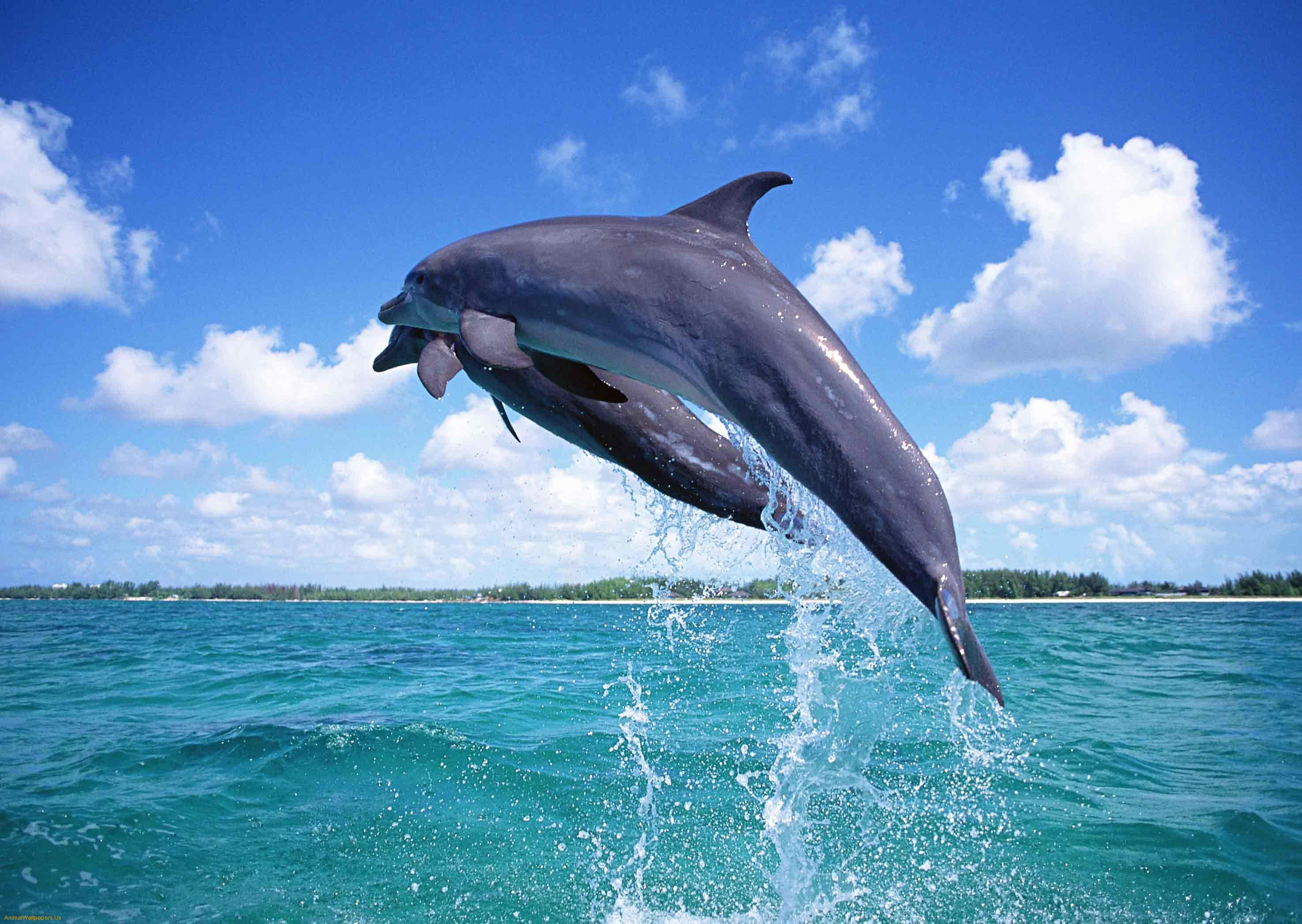 Cute Dolphin Fish Other Wallpaper Full HD