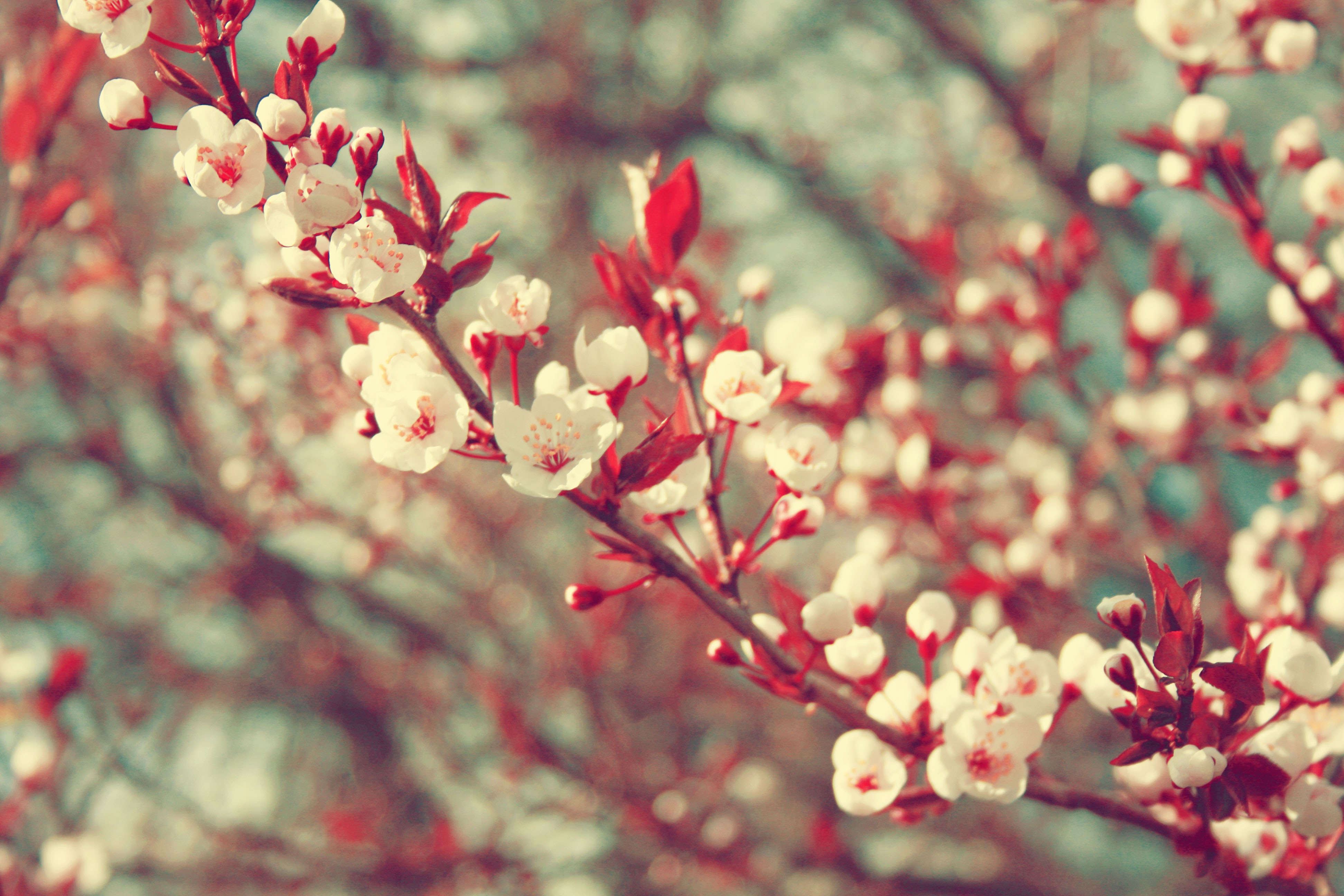 Gallery For Spring Wallpaper