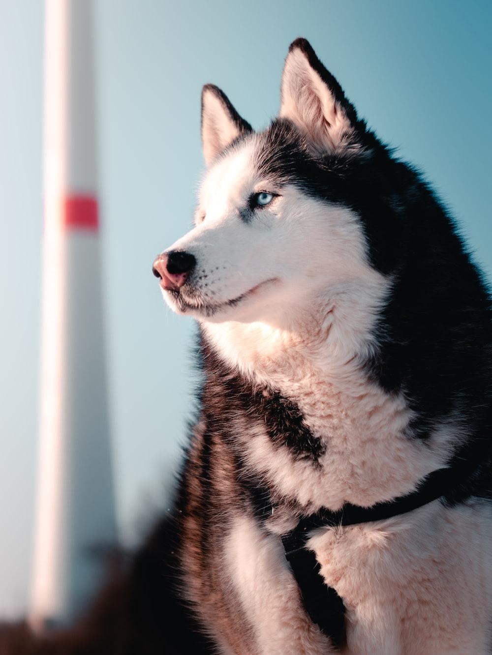 Husky 4k Pictures HD Image