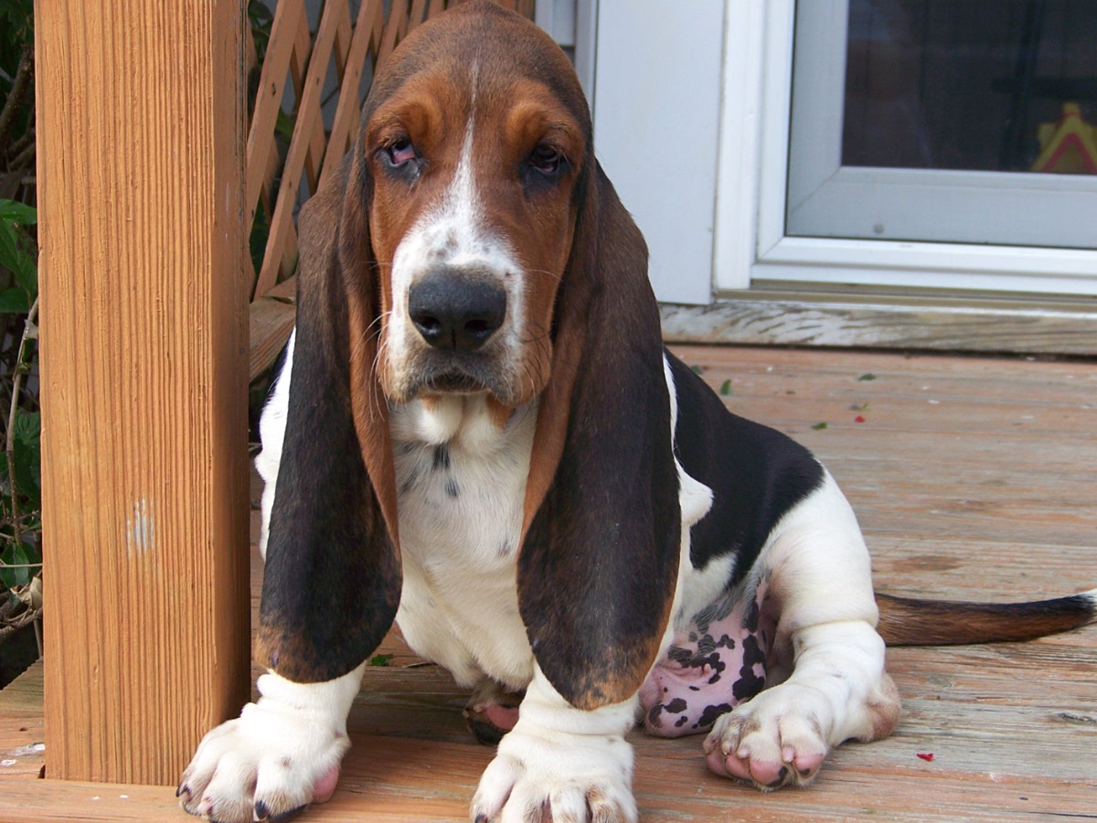 Basset Hound Puppy Desktop Wallpaper Dogbreedswallpaper